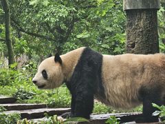 -中国大熊猫保护研究中心雅安碧峰峡基地