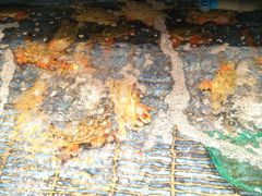 -小厨师·二十年沈家门小海鲜(百井坊巷店)