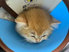 -动物缘宠物医院·骨科·猫科(西二环店)