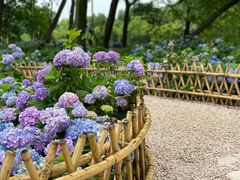 -上海共青森林公园