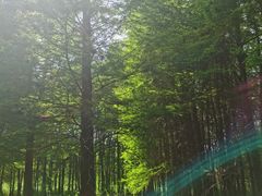 -溱湖国家湿地公园