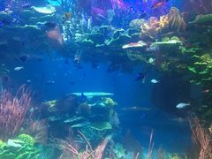 -迪拜帆船酒店海底餐厅