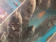 -魏铭鱼头捞饭(晋阳路店)