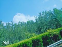 -日照海滨国家森林公园