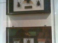 -上海昆虫博物馆