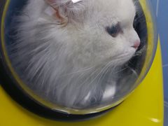 -北京博爱动物医院有限公司