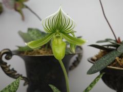 -上海鲜花港