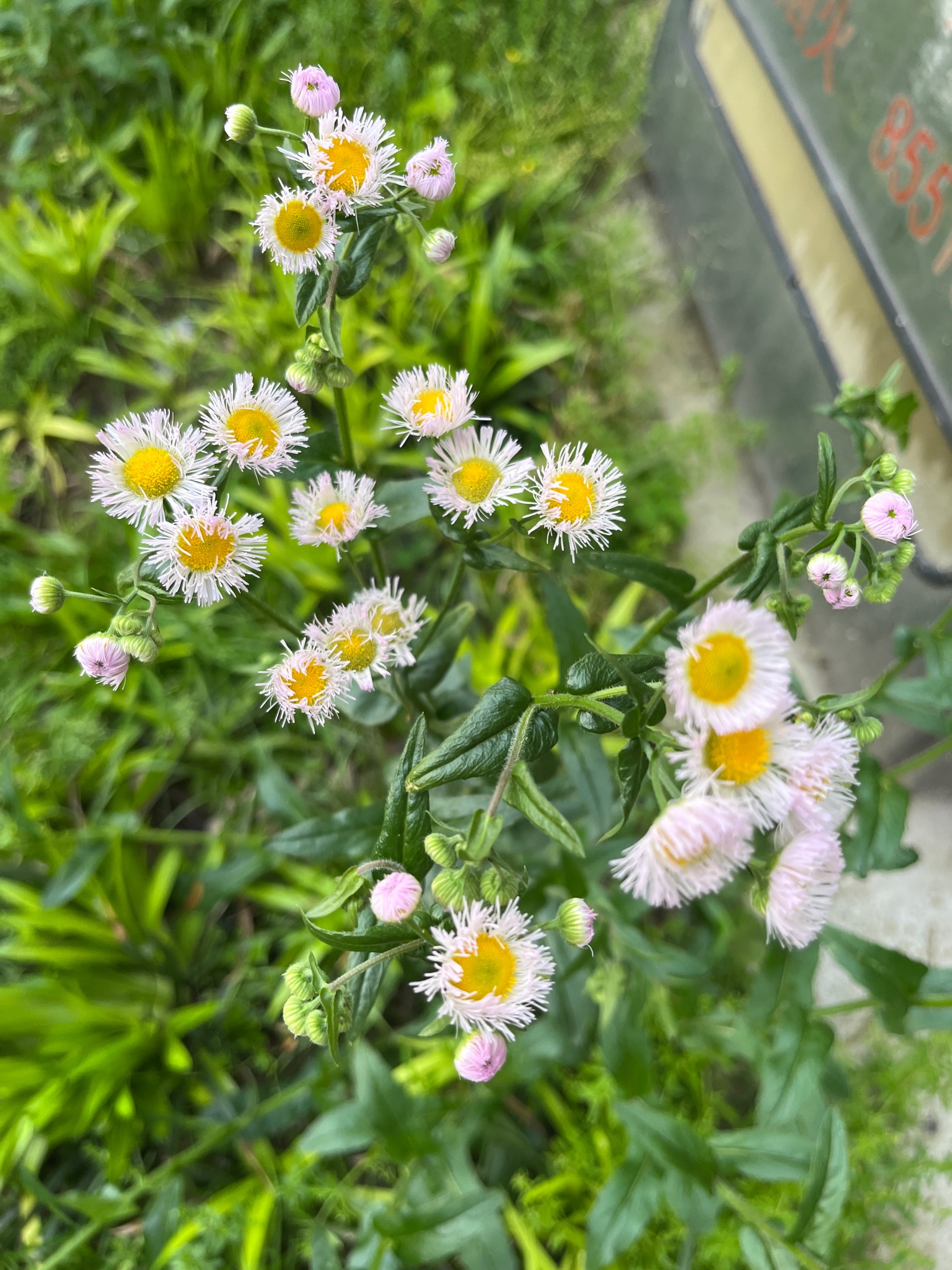 荠菜开花还能吃吗?图片