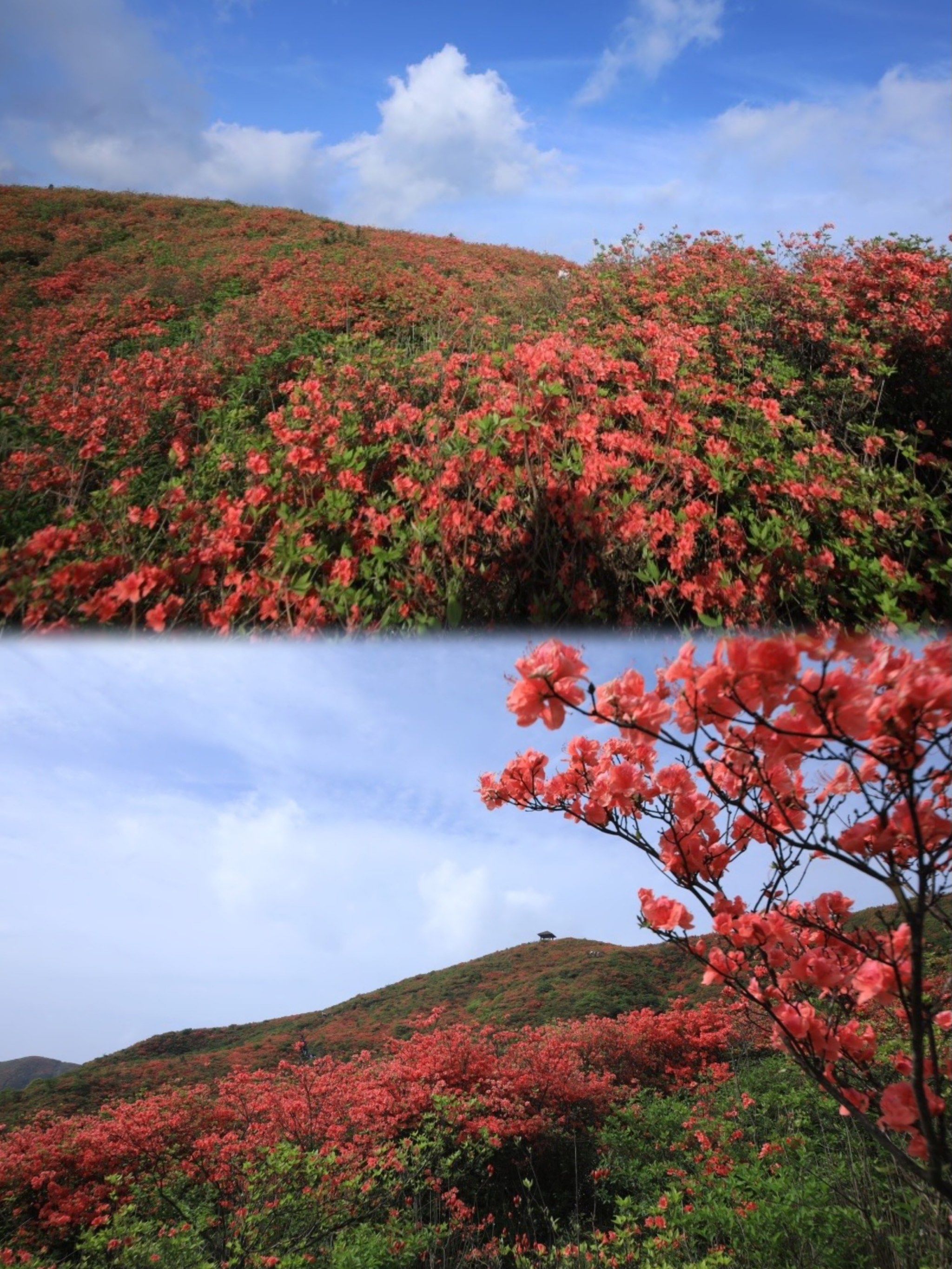 才是最佳的选择[色]

这里第十六届大围山杜鹃花节,9615百亩