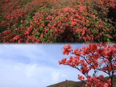 -大围山国家森林公园