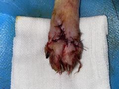 -萌兽医馆·犬猫专科·眼科中心·宠物医院(朝阳门分院)