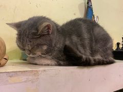 -猫色咖啡·猫咖
