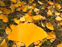 -汉长安城未央宫国家考古遗址公园