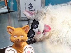 -顺强宠物诊所·狂犬免疫·夜诊·骨科(嘉定店)
