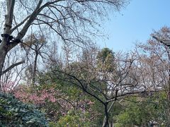 -红梅公园