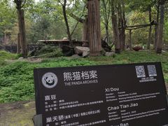 -都江堰中华大熊猫苑