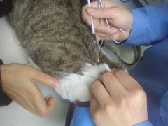 -宠颐生宠物医院·骨外科·犬猫全科诊疗中心(池州店)
