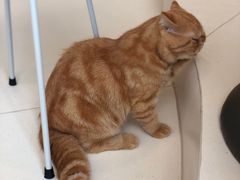 -飞行喵MR PILOT|猫舍·猫咖(静安大融城店)
