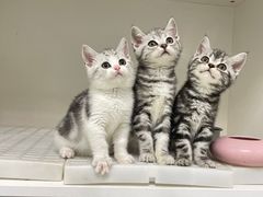 -lincat·猫舍(广州店)