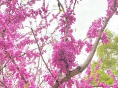 -高东镇樱花园