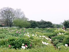 -洛阳市隋唐城遗址植物园