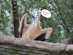 -北京野生动物园