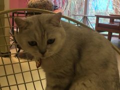 -藏猫猫咖啡主题馆(中央大道店)