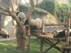 -成都大熊猫繁育研究基地