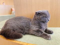 -CAT’S MEWSTAR CAFE·喵星球猫屋(晴湾咖啡店)