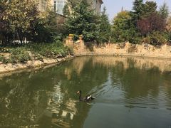 -芭东小镇温泉