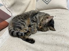 -喜多萌中农锦绣动物医院24H·猫科·牙科MRI·CT