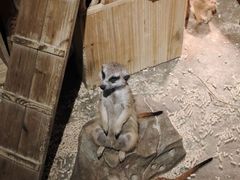 -绿色星球动物主题公园
