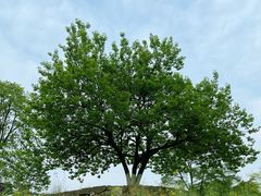 -国际非物质文化遗产博览园