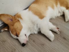 -浣熊柯尔鸭土拨鼠·电玩咖