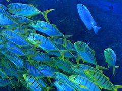 -芜湖新华联大白鲸海洋公园