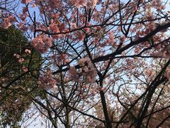 -南山植物园