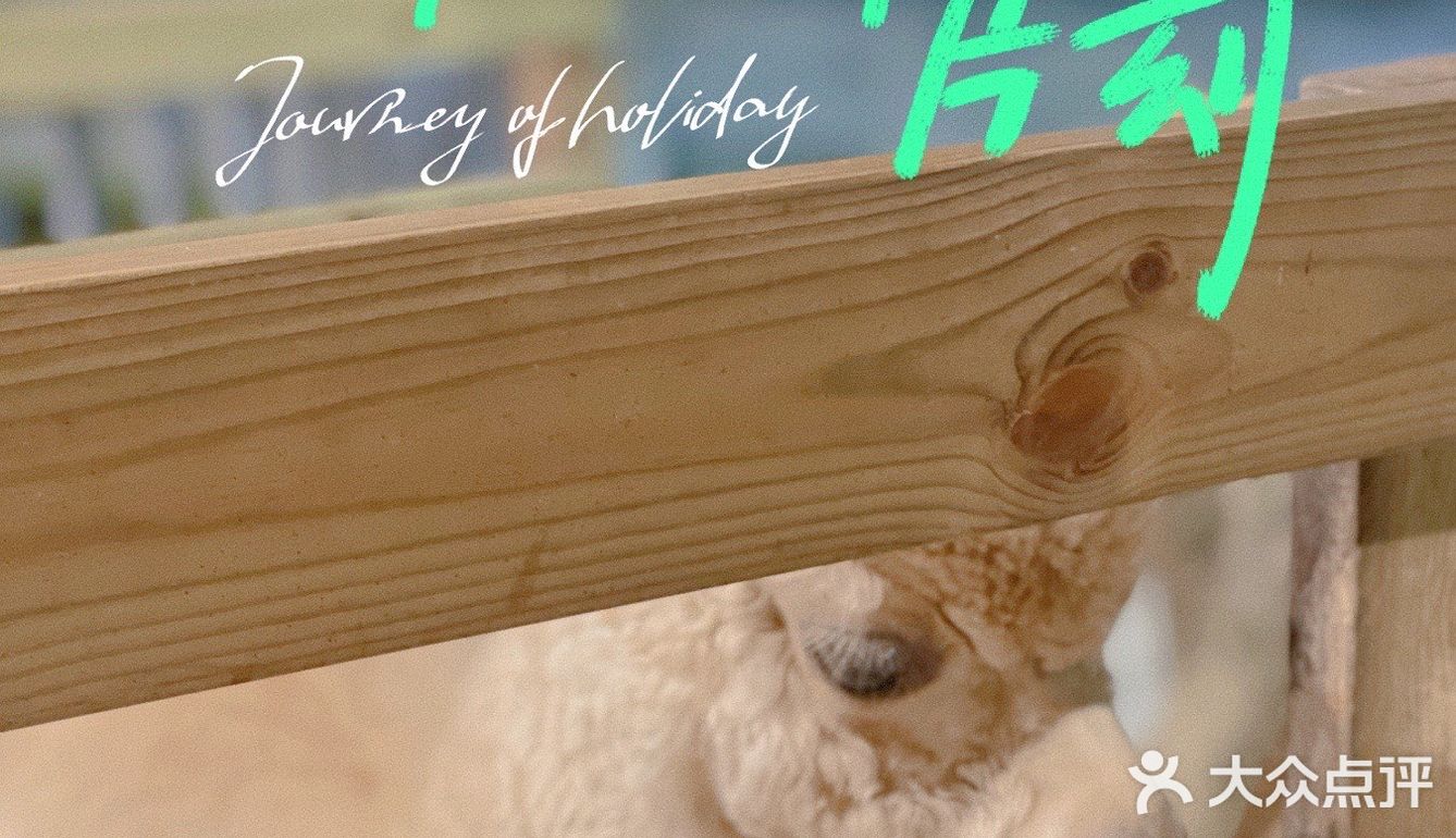 朋友聚餐亲子农庄💚 | 0元免费看羊驼🦙