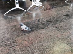 -谢列梅捷沃国际机场