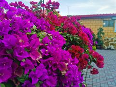 -马白开来特色羊排揪片子  (总店)