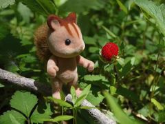 -合肥滨湖国家森林公园