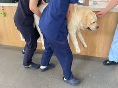 -爱妮康宠物医院·干细胞免疫细胞·肿瘤·心脏(张江店)