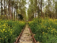 -合肥滨湖国家森林公园