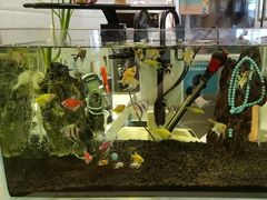 -东方豪客牛排意面披萨(玉函银座店)