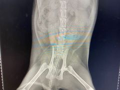 -瑞派·关忠动物医院·异宠专科·犬猫肿瘤·皮肤专科(望京店)