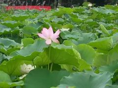 -三圣花乡旅游区