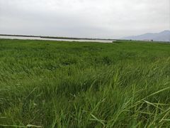 -敕勒川草原文化旅游区