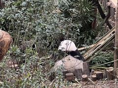 -成都大熊猫繁育研究基地