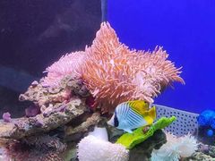 -蓬莱欧乐堡海洋极地世界