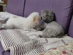 -宠福鑫康馨动物医院·骨科·眼科