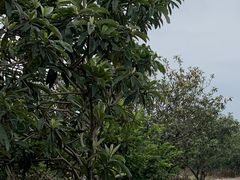 -塘栖枇杷特色园区